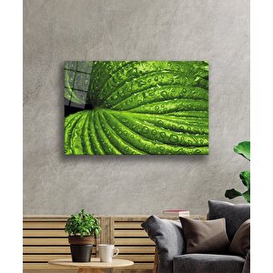 Su Damlaları Yeşil Yapraklar 36x23 cm