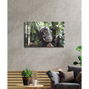 Koala Cam Tablo 36x23 cm