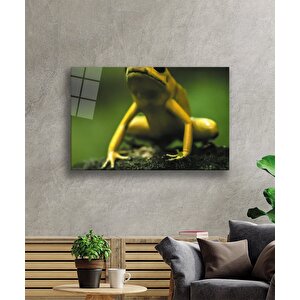 Yeşil Sarı Kurbağa Cam Tablo 36x23 cm