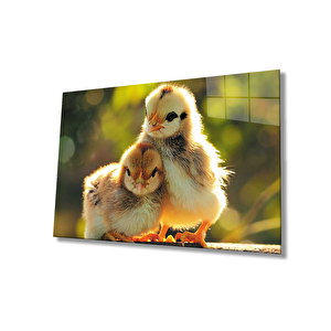 Civcivler Cam Tablo 50x70 cm