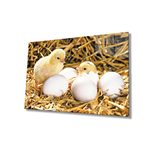 Yumurtalar Civcivler Cam Tablo 110x70 cm