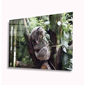 Koala Cam Tablo 36x23 cm