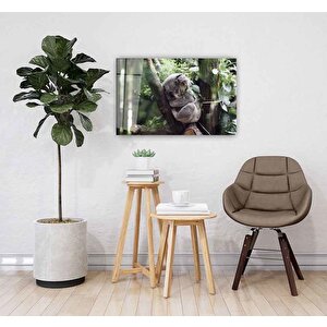 Koala Cam Tablo 36x23 cm