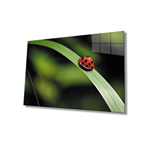 Uğur Böceği Yeşil Yaprak Cam Tablo 50x70 cm