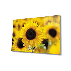 Ayçiçeği Cam Tablo 50x70 cm