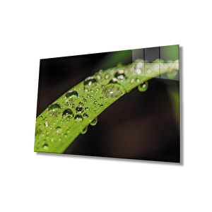 Su Damlaları Yeşil Yaprak Cam Tablo 36x23 cm