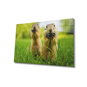 Sincap Cam Tablo 36x23 cm