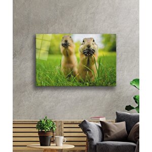 Sincap Cam Tablo 50x70 cm