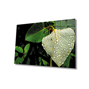 Su Damlası Yeşil Yaprak Cam Tablo 36x23 cm
