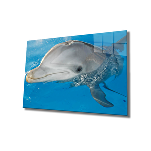 Yunus Balığı Cam Tablo Dolphin 50x70 cm