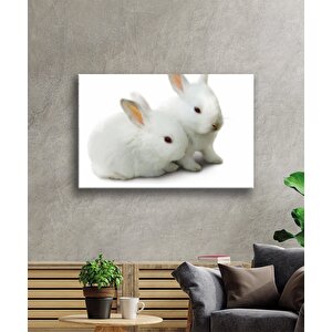 Beyaz Tavşanlar Cam Tablo 50x70 cm