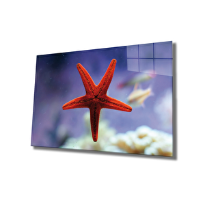 Kırmızı Yıldız Balığı Cam Tablo 50x70 cm