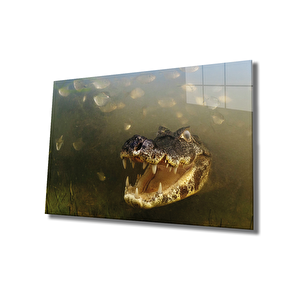 Suda Timsah Cam Tablo Crocodile 50x70 cm