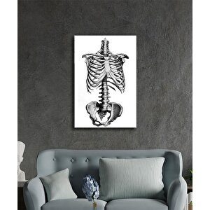 İnsan Kemikleri Cam Tablo Human Bones 36x23 cm
