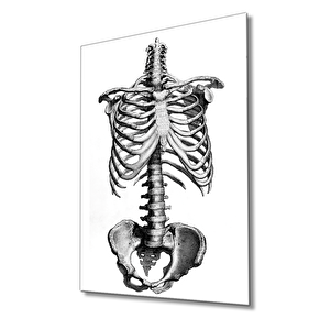 İnsan Kemikleri Cam Tablo Human Bones 50x70 cm