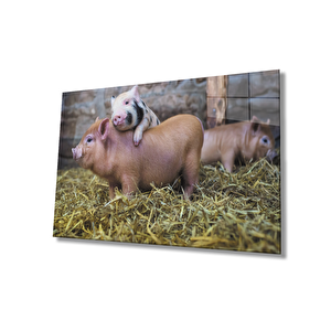 Domuzlar Cam Tablo 36x23 cm