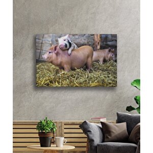 Domuzlar Cam Tablo 36x23 cm