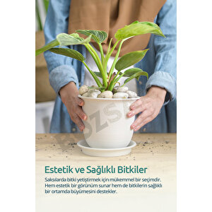 Beyaz Dolomit Taş 25 Kg 6-10cm Dolomit Taşı Bahçe Süs Akvaryum Taşı Taşı Dere Çakıl Taşı 25 Kg