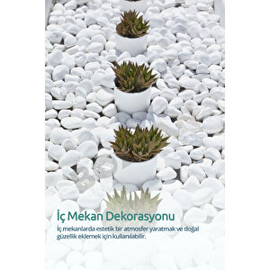 Beyaz Dolomit Taş 25 Kg 6-10cm Dolomit Taşı Bahçe Süs Akvaryum Taşı Taşı Dere Çakıl Taşı 25 Kg