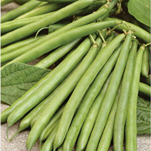 Yerli̇ Magnum Oturak Fasulye Tohumu 100 Gr