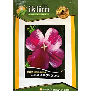 Açelya Çi̇çeği̇ Tohumu Takri̇bi̇ 50 Adet Tohum