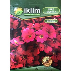 Mart Çiçeği Çiçek Tohumu 3 - Primula Acaulis (~ Takribi 30 Tohum)