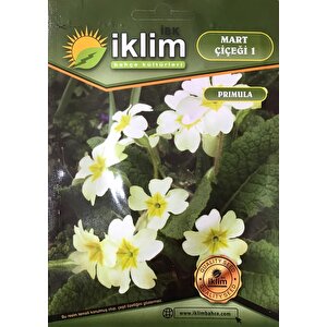 Mart Çiçeği Çiçek Tohumu 1 - Primula Acaulis (~ Takribi 30 Tohum)