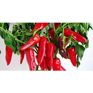 Yerli̇ Orta Aci Maraş Bi̇beri̇ Tohumu 25 Gr Ort 3000 Ad Tohum