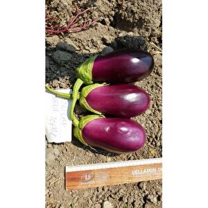 Patlıcan Tohumu Adana Dolmalık - 10 G (~ Takribi 1350 Tohum)