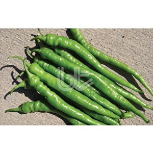 Bi̇ber Tohumu Demre Si̇vri̇si̇ (25 Gr 3000 Adet Tohum)