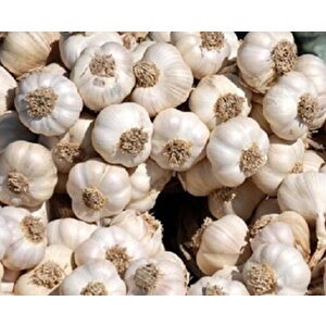 Meşhur Kastamonu Taşköprü Sarimsaği 1 Kg