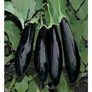 Yerli Ata Tohumu Aydın Siyahı Patlıcan 100 Adet