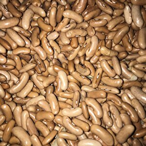 Yerli̇ Atlanti̇s Oturak Fasulye Tohumu 100 Gr