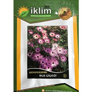 Buz Çi̇çeği̇ Tohumu-2