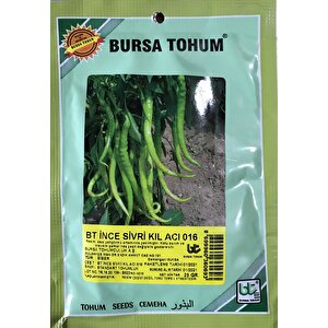 Bi̇ber Tohumu İnce Si̇vri̇ Kil Aci (25 Gr 3000 Adet Tohum)