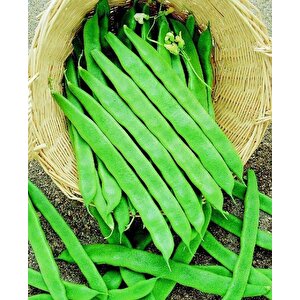 Yerli̇ Uzun-enli̇ Erken Sirik Fasulye Tohumu 500 Gr (alacali)