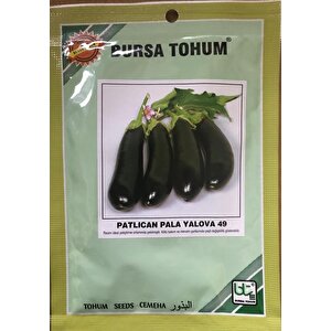 Pala Patlican Yalova 49 (si̇yahimsi Mor) 25 Gr Takri̇bi̇ 5000 Adet Tohum
