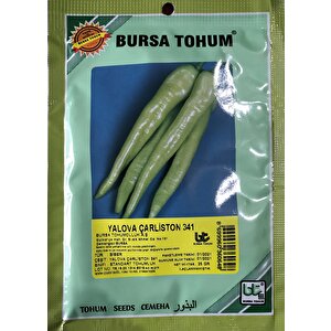 Bi̇ber Tohumu Yalova Çarli̇ston (25 Gr 3000 Adet Tohum)