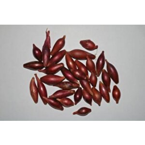 Yerli̇ Arpacik Soğan 6 Numara (500 Gr)