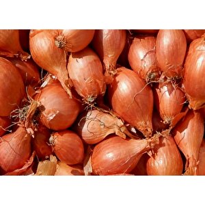 Yerli̇ Arpacik Soğan 6 Numara (500 Gr)