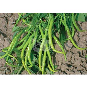 Bi̇ber Tohumu İnce Si̇vri̇ Kil Tatli (25 Gr Ort 3000 Adet Tohum)
