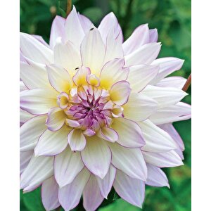 Dahlia Veribalis-figaro (yıldız Çiçeği) F1 10 Ad Tohum