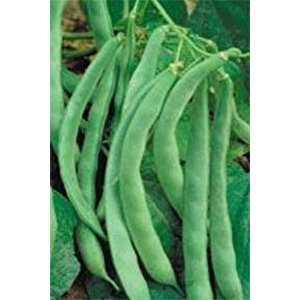 Yerli̇ Beyaz Oturak Fasulye ( Horoz Fasulyesi̇ ) 100 Gr