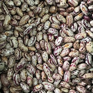 Yerli̇ Uzun Sirik Barbunya Tohumu 500 Gr