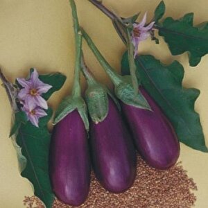 Yerli Patlıcan Tohumu Antep Dolmalık 10 Gr (takribi 1300 Tohum)
