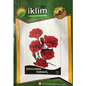 Karanfi̇l Çi̇çeği̇ Tohumu-1 Kirmizi