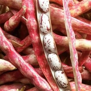Yerli̇ Oturak Barbunya Tohumu 100 Gr