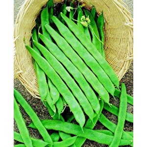 Perolar Uzun-enli̇ Erkenci̇ Sirik Fasulye Tohumu 100 Gr (i̇laçli)