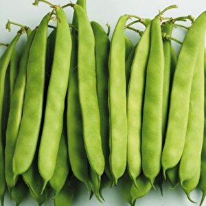 Yerli Ata Tohumu Sırık Ayşe Kadın Erken Fasulye 25 Gr (krem Tohum)