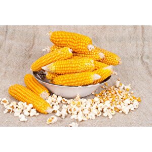 Yerli Ata Tohumu Patlayan Mısır 25 Gr